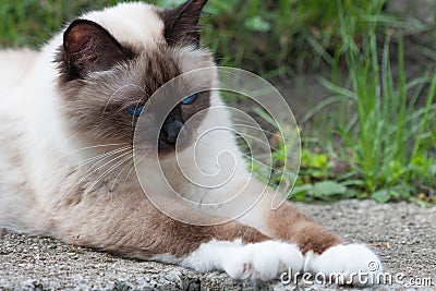 A seal point Birman cat, 1 year old cat , male with blue eyes lying in garden Stock Photo