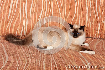 A seal point Birman cat, 1 year old cat , male with blue eyes is lying on sofa Stock Photo