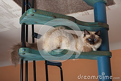 A seal point Birman cat, 1 year old cat , male with blue eyes is sitting on wooden spiral staircase Stock Photo