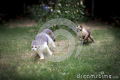 Seal point cat with Tabby Cat running in the garden. siamese cat with Scottish fold cat on green grass.healthy cat running on the Stock Photo