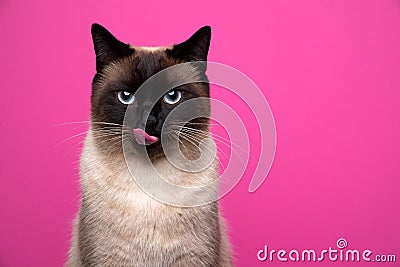 seal point siamese cat looking at camera hungry licking lips on pink background Stock Photo