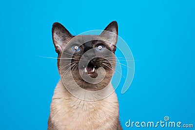 seal point siamese cat with mouth open looking up meowing Stock Photo