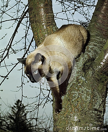 Seal Point Siamese Domestic Cat, Adult standing in Tree Stock Photo