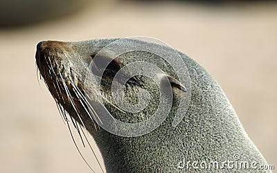 Seal portrait Stock Photo