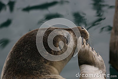 Seal portraits Stock Photo