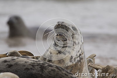 Seal portraits Stock Photo