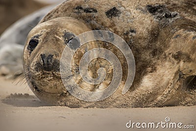Seal portraits Stock Photo