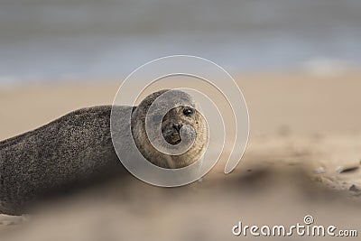 Seal portraits Stock Photo