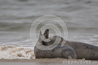 Seal portraits Stock Photo