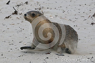 seal pup running along the beach on kangaroo island in south australia Stock Photo