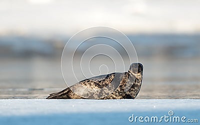 Seal resting on an ice floe. Ringed seal Pusa hispida or Phoca hispida Stock Photo