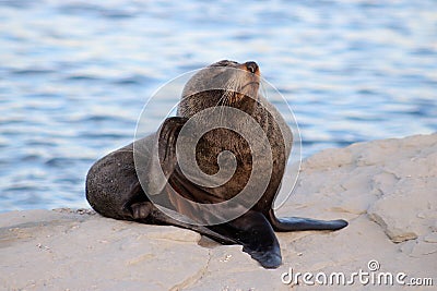 Seal on rock by Pacific Ocean Kaikoura New Zealand Stock Photo