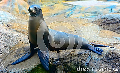 Seal or sea lion on the rock Stock Photo