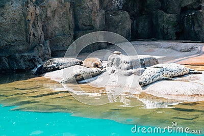 Seal at Seoul grand park zoo in Gwacheon, Korea Editorial Stock Photo