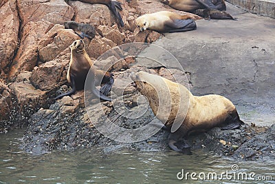 Seal show Stock Photo