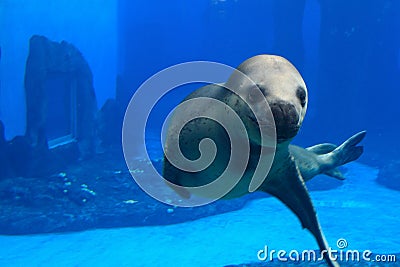 Seal show at the zoo. Stock Photo