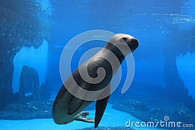 Seal show at the zoo. Stock Photo