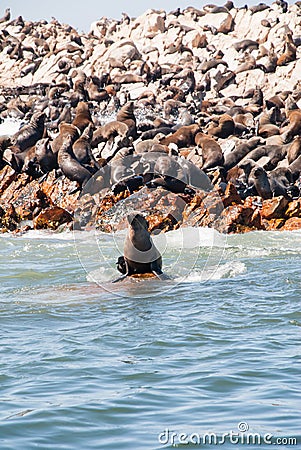 Seal sitting on a rock near Seal Island, Gansbaai Stock Photo