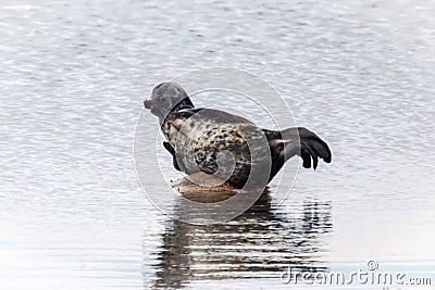 Seal on the stone Stock Photo