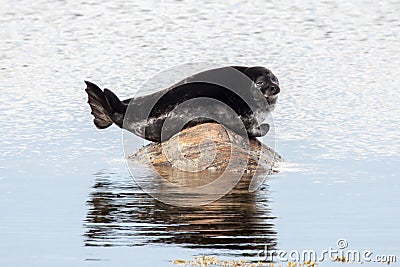 Seal on the stone Stock Photo