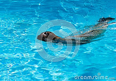Seal swimming Stock Photo