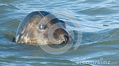 Seal Swimming in the Sea Stock Photo