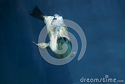 Seal swimming underwater Stock Photo