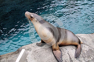 Seal at Taronga Zoo. Stock Photo