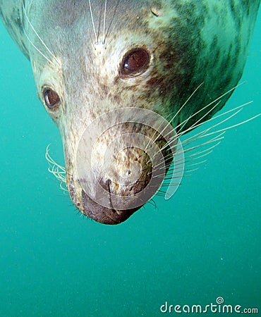 Seal Stock Photo