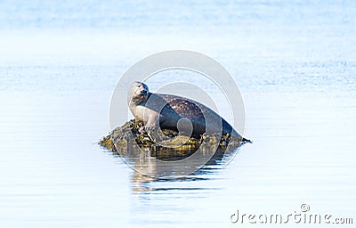 Seal (Pinniped) lying and resting on a rock in the middle of the water in Snaefellsnes, Iceland Stock Photo