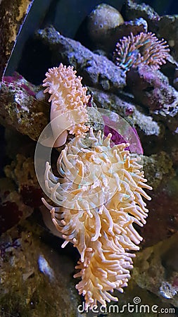 Sealife of some orange coralls Stock Photo