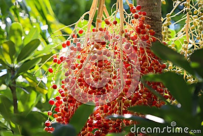 Sealing wax palm red seeds growth on tree with daylight Stock Photo