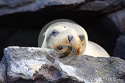 A sealion relaxing Stock Photo