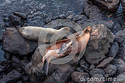 Sealion in San Cristobal Beach in Galapagos Stock Photo