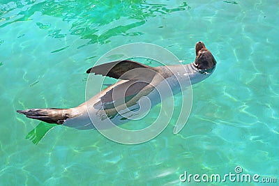 Sealion in turquoise water Stock Photo