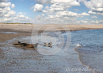 Seals at a beach Stock Photo