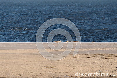 Seals on the Beach of Amrum Stock Photo