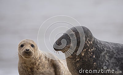 Seals on the beach at sunset in the winter time Stock Photo