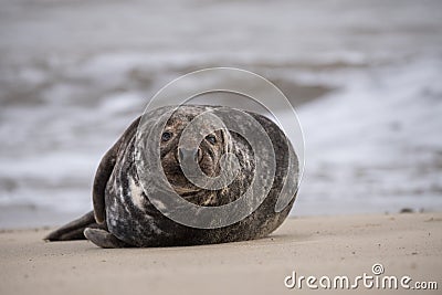 Seals on the beach at sunset in the winter time Stock Photo