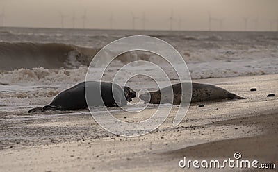 Seals on the beach at sunset in the winter time Stock Photo