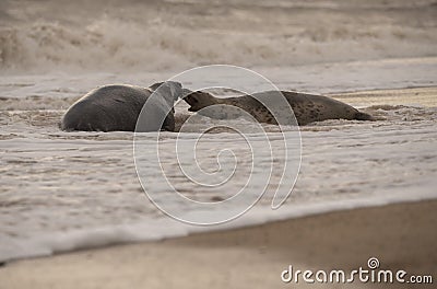 Seals on the beach at sunset in the winter time Stock Photo