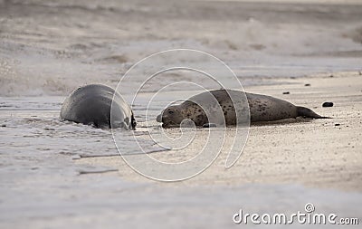 Seals on the beach at sunset in the winter time Stock Photo