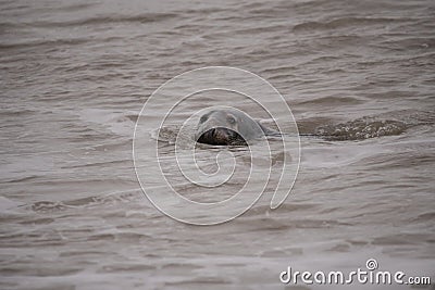 Seals on the beach at sunset in the winter time Stock Photo