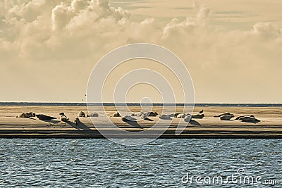 Seals in BlÃ¥vand Denmark on a sandbank at low tide Stock Photo