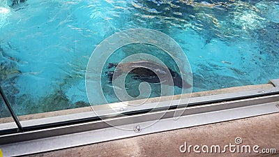 Seals having fun Stock Photo