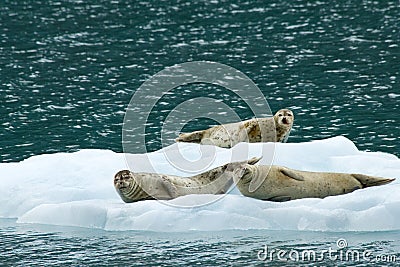 Seals on Ice Stock Photo