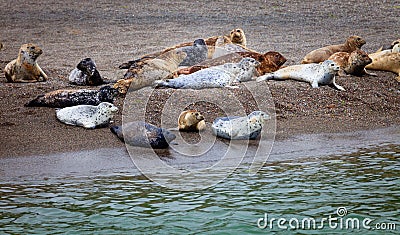 Seals of Jenner, California Stock Photo