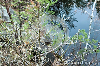 Seals plant on the trees Stock Photo