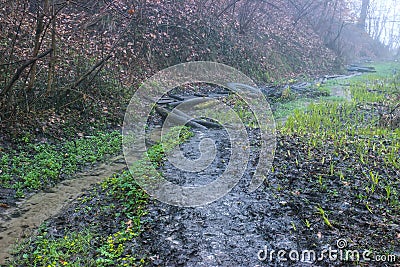 seals plant on the trees near rural path Stock Photo