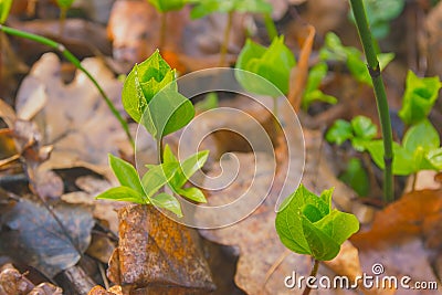 seals plant on the trees near rural path Stock Photo